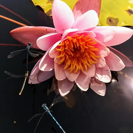 See-haus, Arboretum & Sauna Am Plessower-see Kolonie Zern