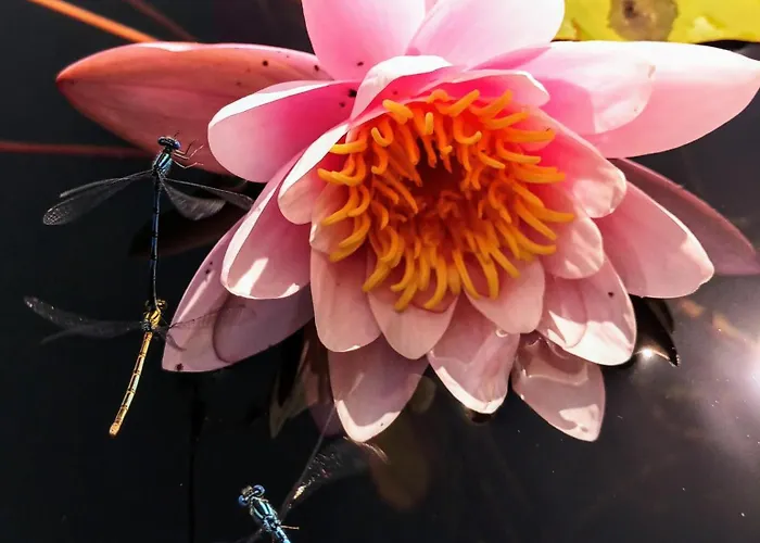 See-haus, Arboretum & Sauna Am Plessower-see Kolonie Zern